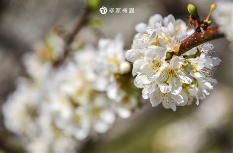 梅花幾月開花